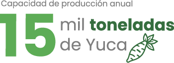 Capacidad de producción anual 15 mil toneladas de yuca
